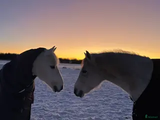 stallplats Ledig stallplats i mysigt, lugnt stall i bälinge i Bälinge - Annons 14