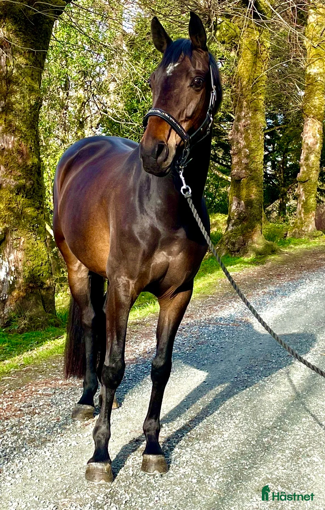 Avelshästar hästar till salu: Vakker sto til avel - Annons 2