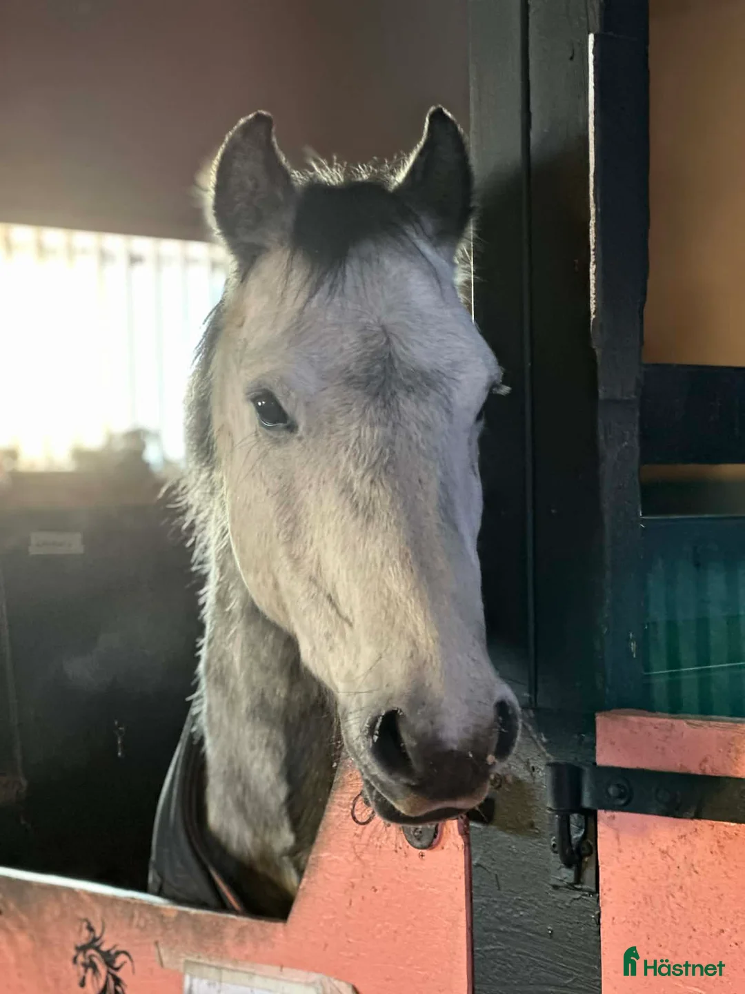 Allround hästar till salu: Sötaste Robbie i Ludvika - Annons 1