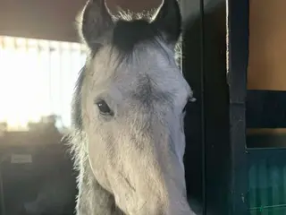 hästar Sötaste Robbie - Annons 3