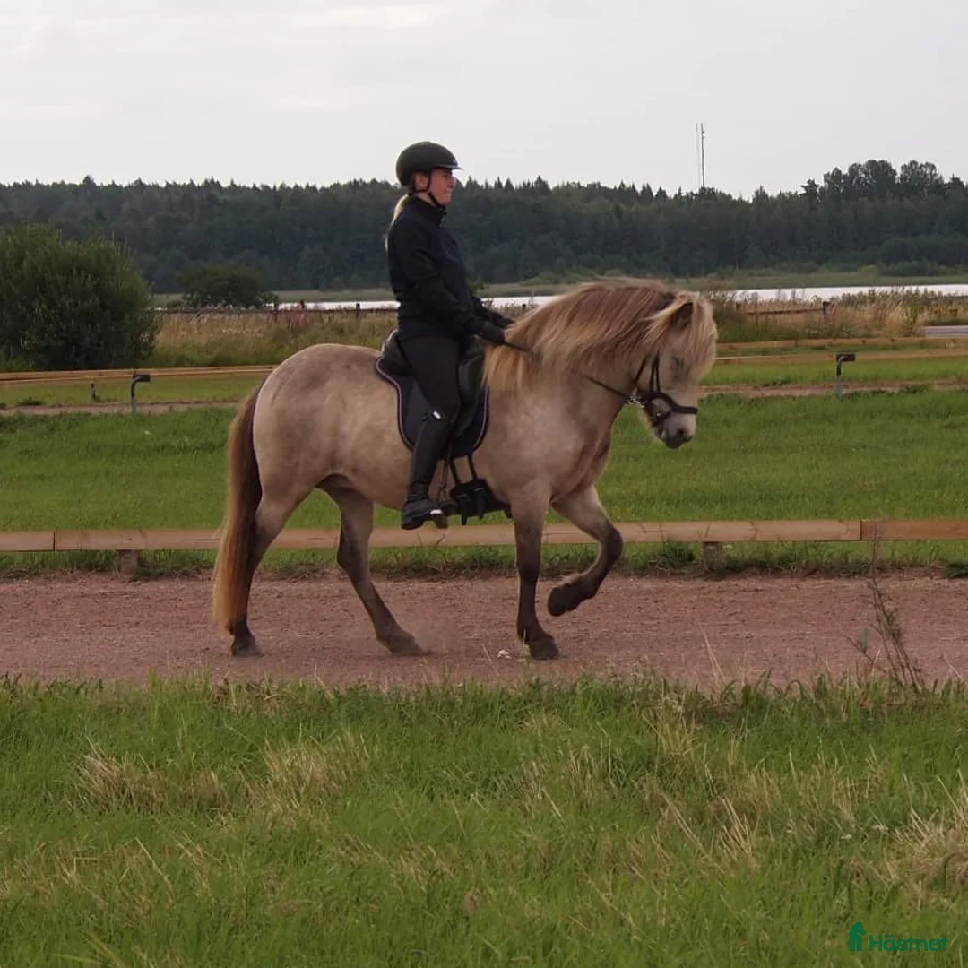 Island hästar till salu: Pigg dam i sina bästa år - Annons 2
