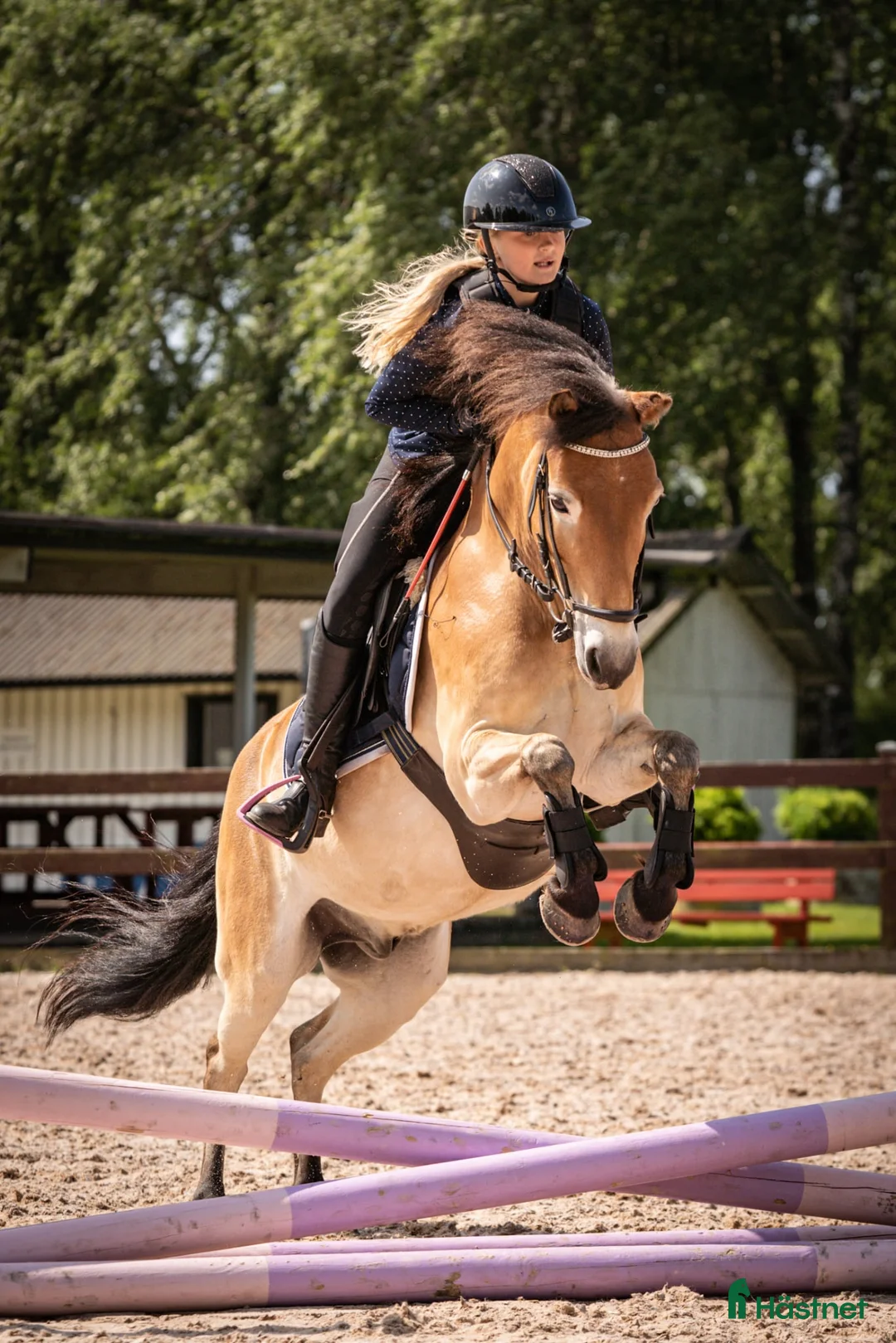Allround hästar till salu: Underbart gotlandsruss  - Annons 3