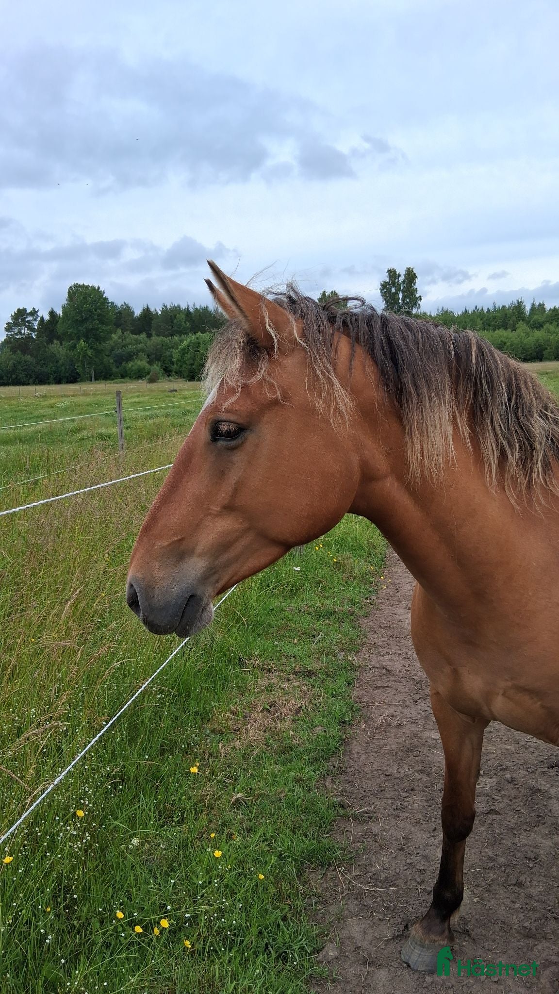  hästar Snäll D ponny söker ny hem - Annons 11