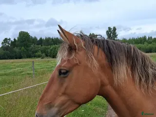 hästar Snäll D ponny söker ny hem - Annons 11