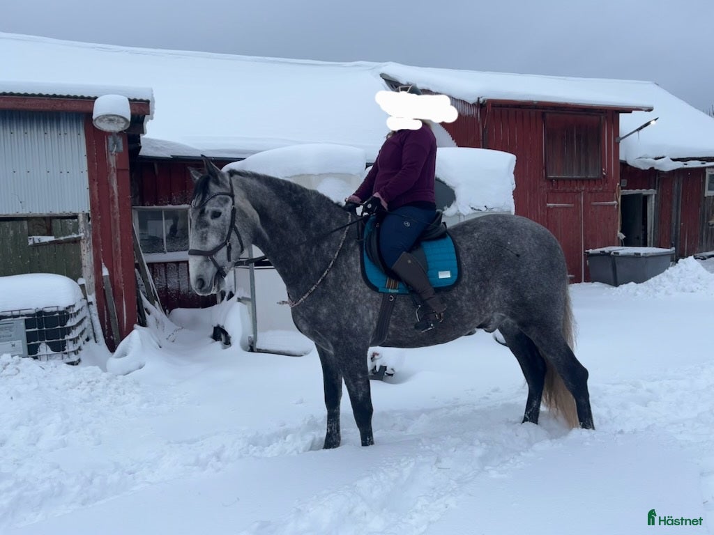 Working Equitation hästar till salu: Mysig PRE-valack med energi - Annons 1
