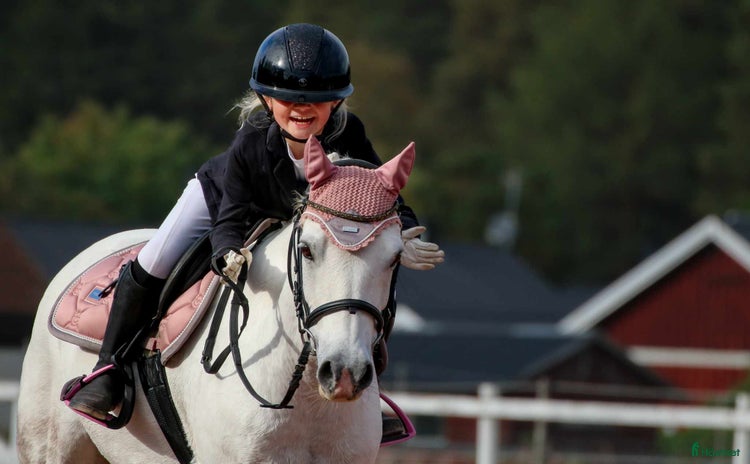  hästar i Orsa - Annons 7