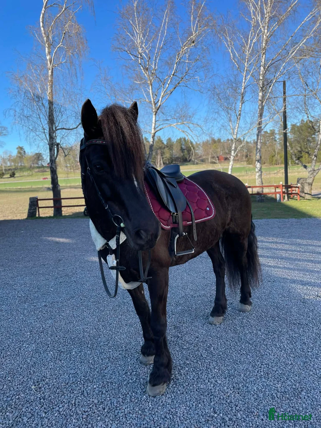 Allround hästar till salu: 1 klass sto säljes - Annons 2