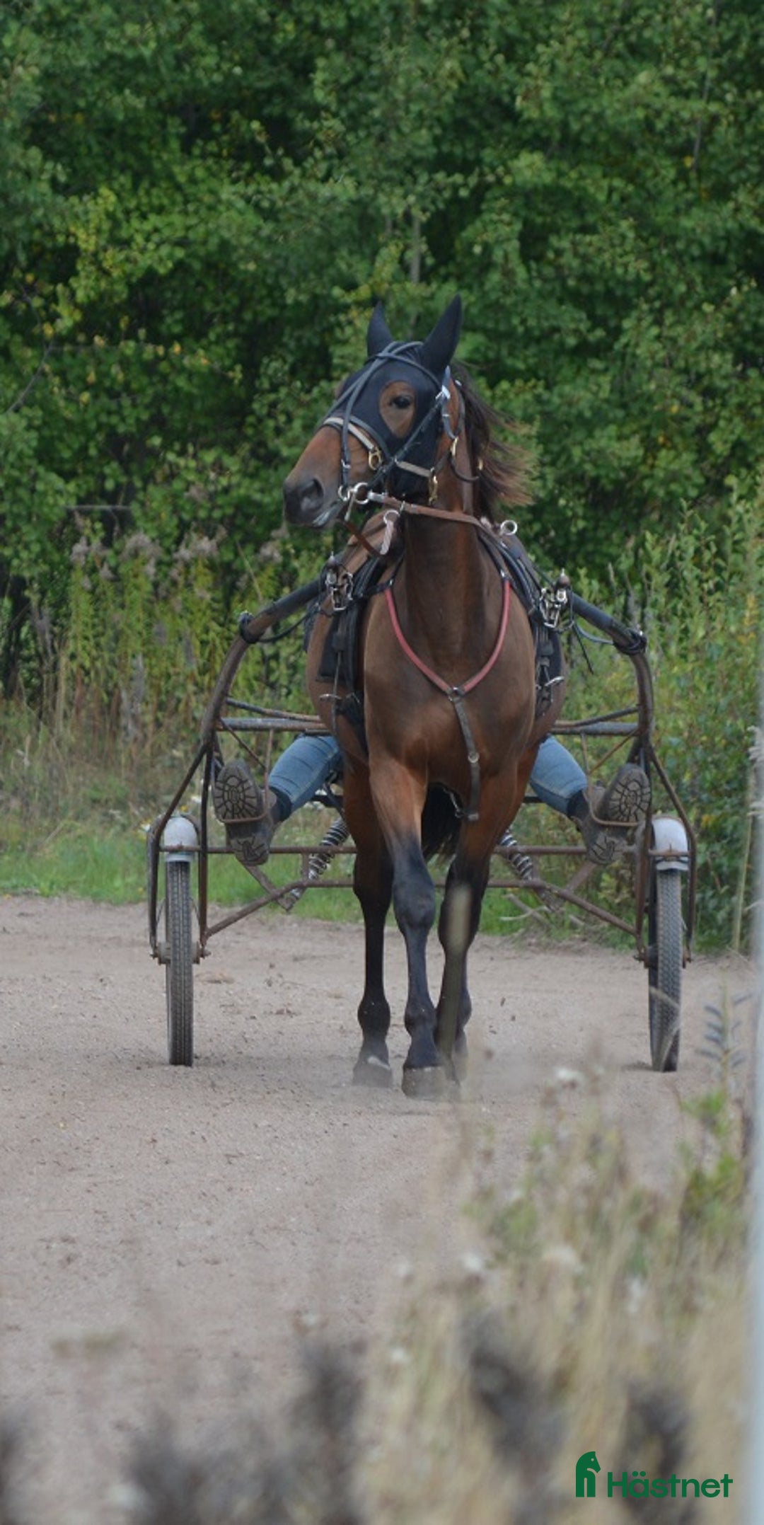 Trav hästar till salu: säljes efter Googoo Gaaga,  Redley Express i Tibro - Annons 8