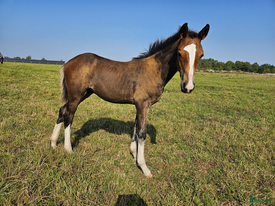 Hoppning hästar till salu: Fetch Amor e: Fetcher N (SWB) 1134 i Köpingsvik - Annons 3