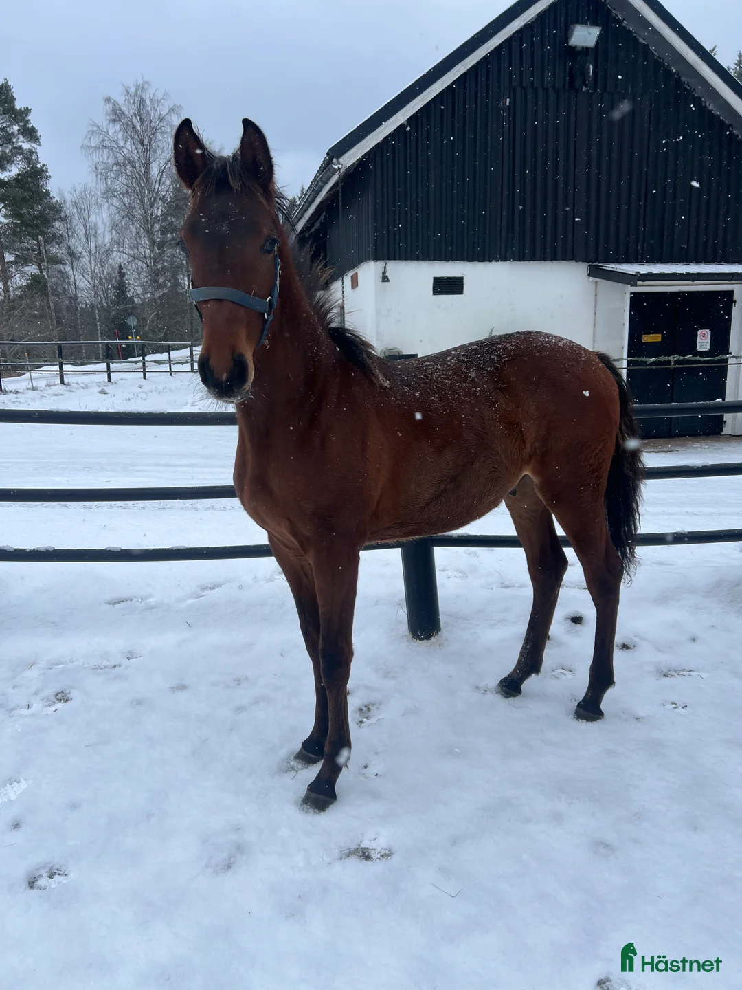 Allround hästar till salu: FYND! Trevlig ettåring med hoppstam  i Forserum - Annons 1