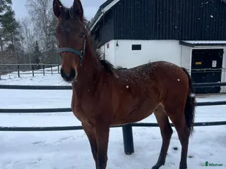hästar FYND! Trevlig ettåring med hoppstam i Forserum - Annons 15