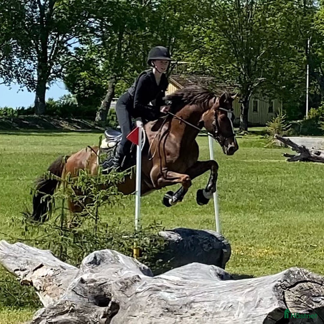 Allround hästar till salu: En på miljonen i Kumla - Annons 9