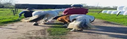 Allround hästar sökes: Söker D ponny i Floby - Annons 1