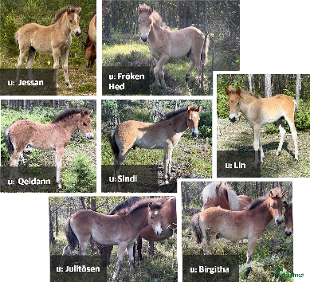 Allround hästar till salu: Russföl från Lojsta hed  i Hemse - Annons 1