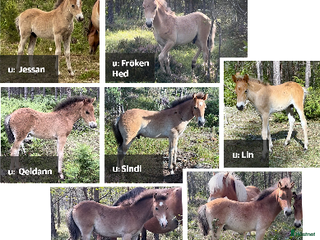 hästar Russföl från Lojsta hed i Hemse - Annons 14