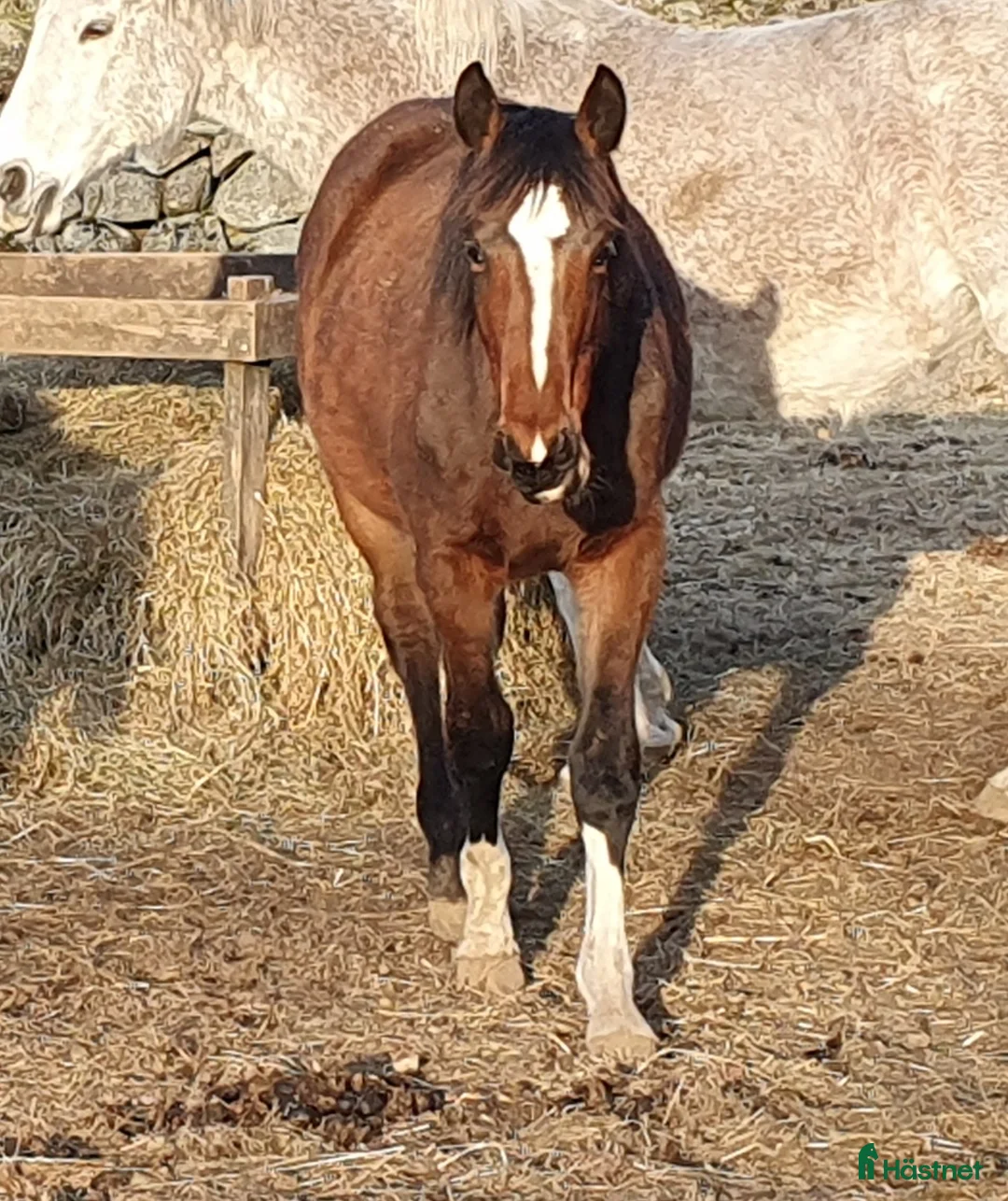 Hoppning hästar till salu: Fin 1 åring , internationell hoppstam - Annons 2