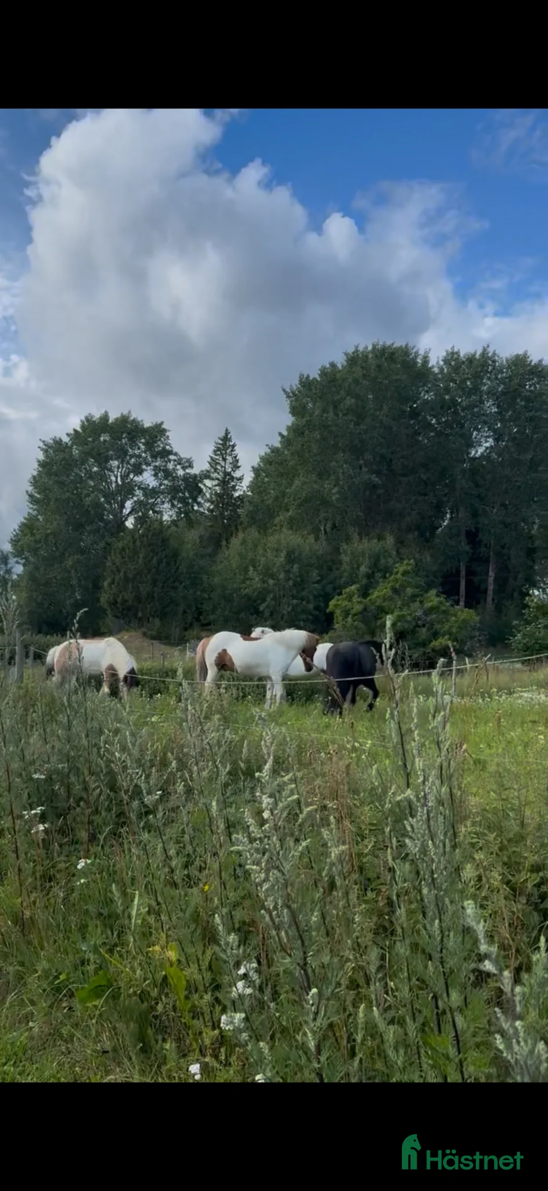  stallplats finnes: Lösdriftsplats för islandsvalacker- Vallentuna - Annons 12