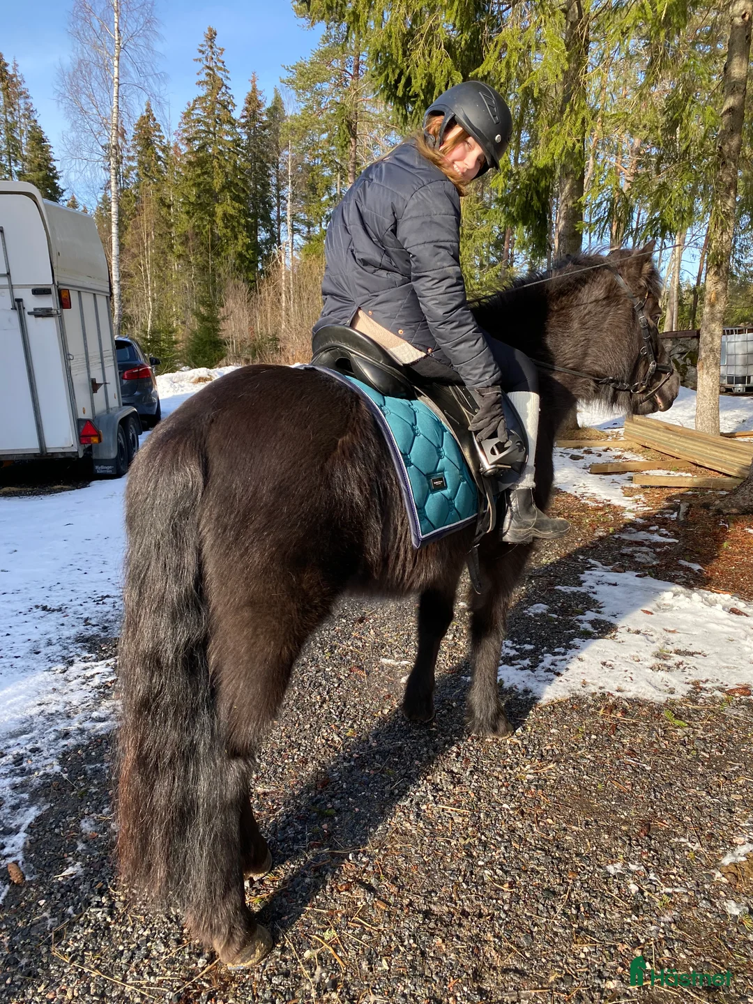 Island hästar till salu: Intressekoll i Knutby - Annons 17