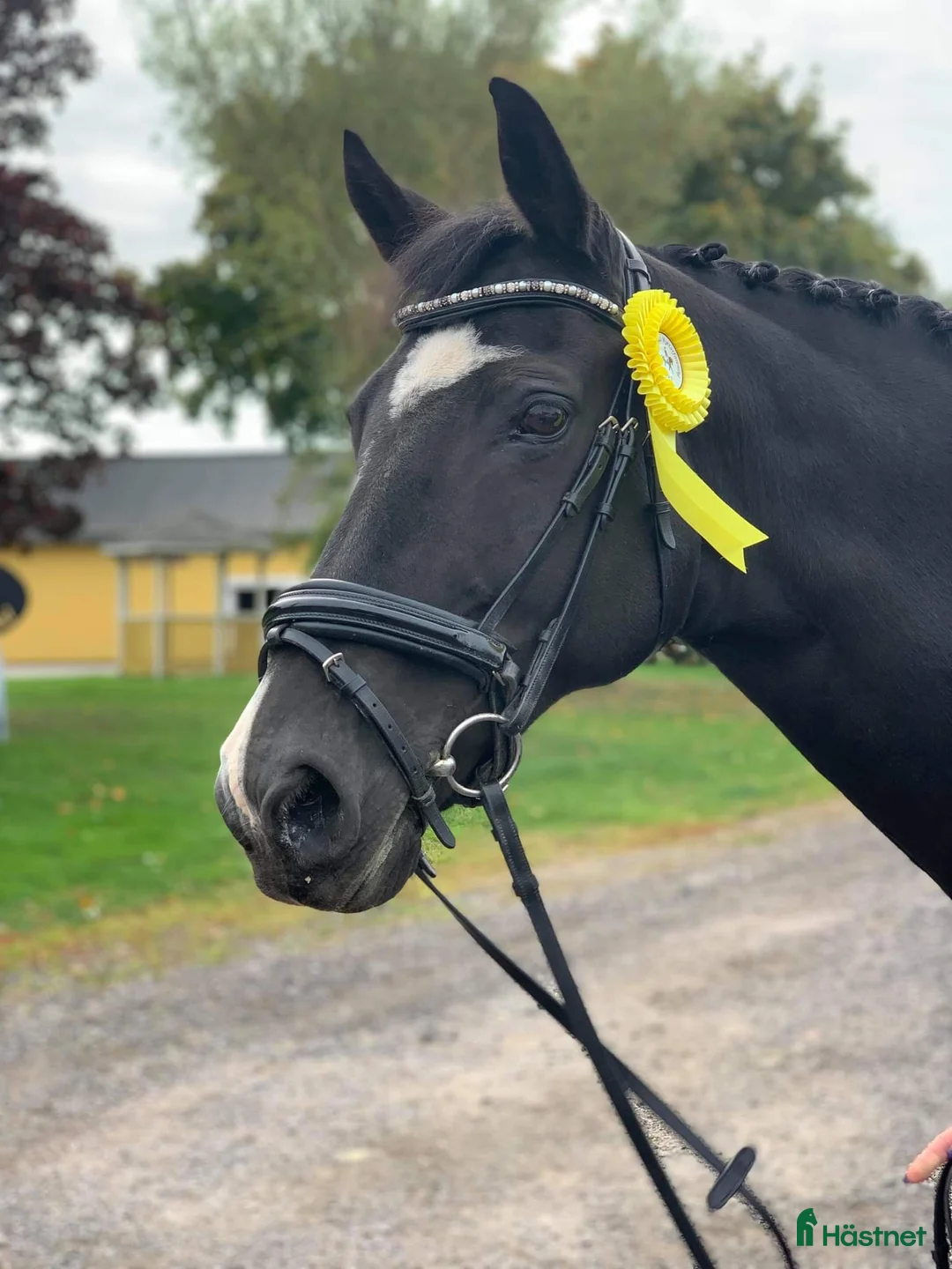  medryttarhäst finnes: Söker medryttare  i Mjölby - Annons 1