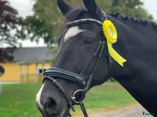 medryttarhäst finnes: Söker medryttare i Mjölby - Annons 22