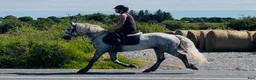Allround hästar till salu: Irish riding ponies  - Annons 8
