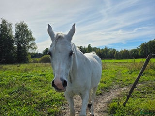 medryttarhäst finnes: Betalande medryttare sökes i Norrköping i Kimstad - Annons 8