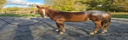 Western hästar till salu: Charmig Appaloosa-valack - Annons 3