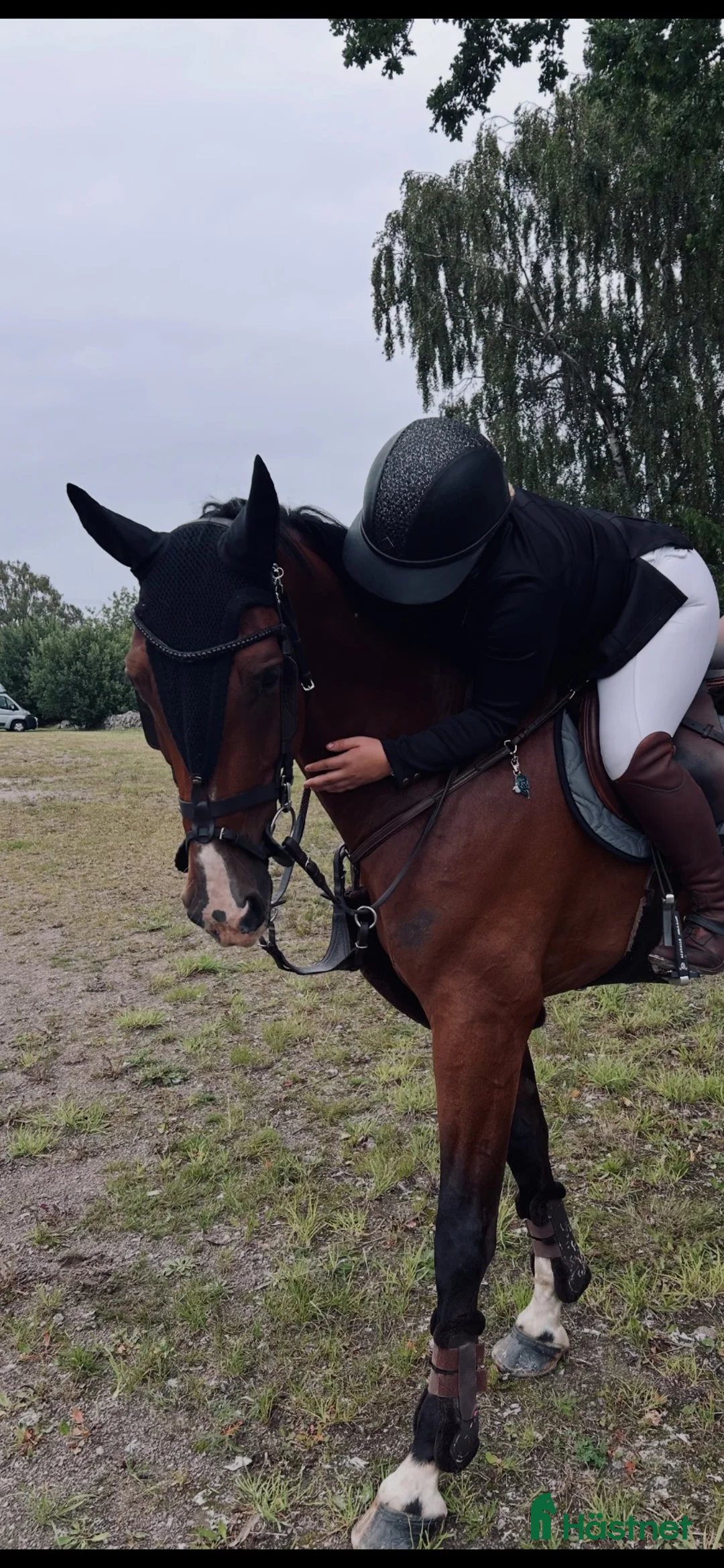Allround hästar till salu: Kwpn valack med potential 🌟 - Annons 2