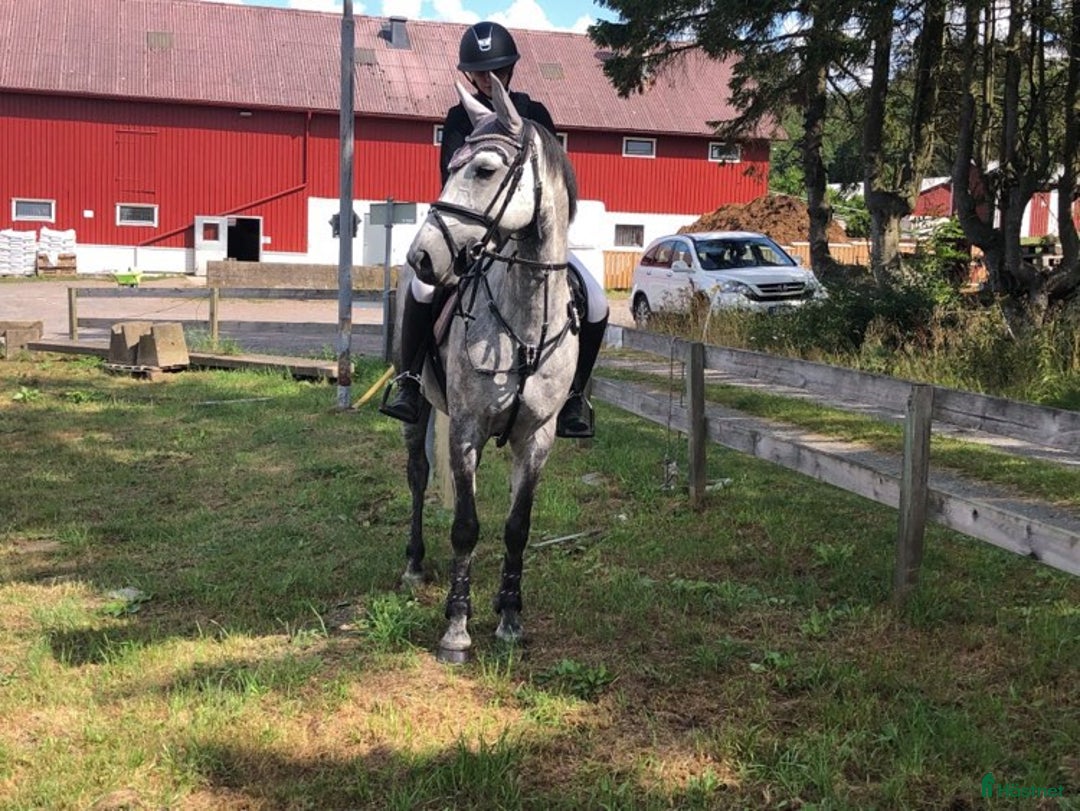 Hoppning hästar till salu: Piggt D ponny sto i Göteborg - Bild 5