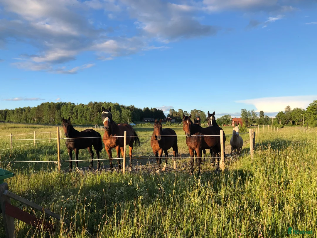  stallplats finnes: Bete 30 min utanför Enköping  i Vittinge - Annons 2