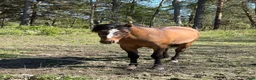 Hoppning hästar till salu: Delikat, charmig , Trevlig ponnykille  - Annons 6
