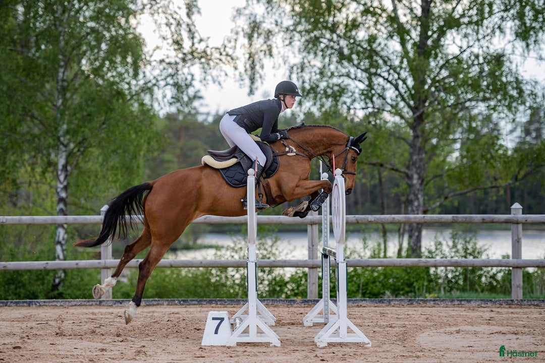 Hoppning hästar till salu: Fin 6-årig valack  i Mörrum - Annons 1