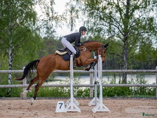 Hoppning hästar till salu: Fin 6-årig valack i Mörrum - Annons 1