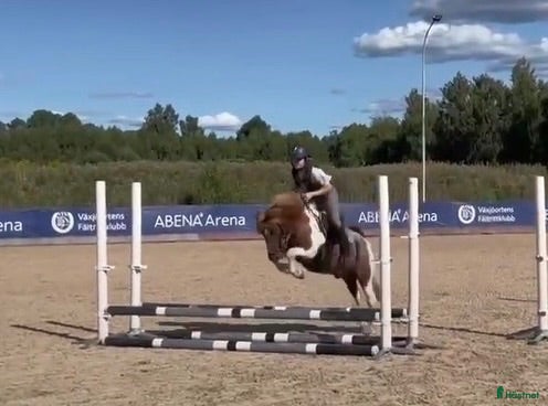  hästar Super Bosse är till salu  - Annons 1