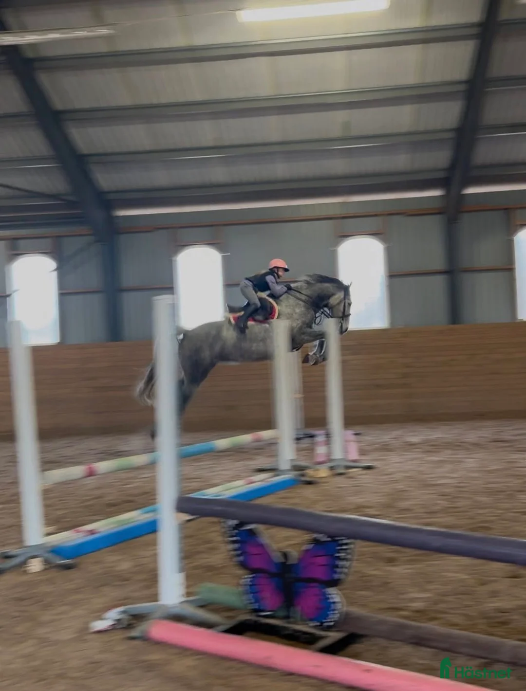 Hoppning hästar till salu: Kapabelt sto e Clinton II i Rottne - Annons 6