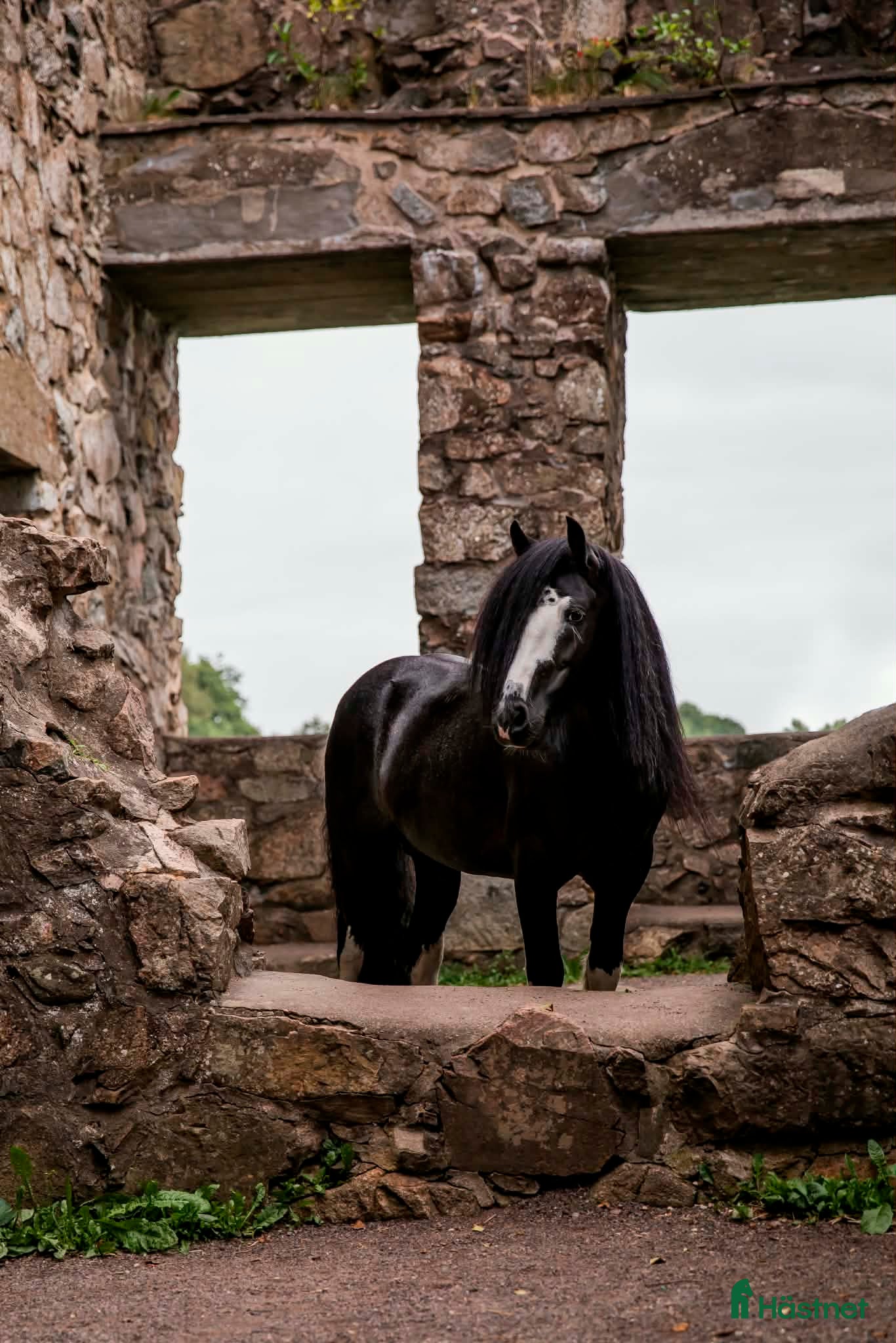  hästar Vacker Irish Cob valack med mycket personlighet - Annons 5