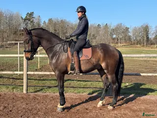 hästar Elegant 5-åring Swb - Annons 6