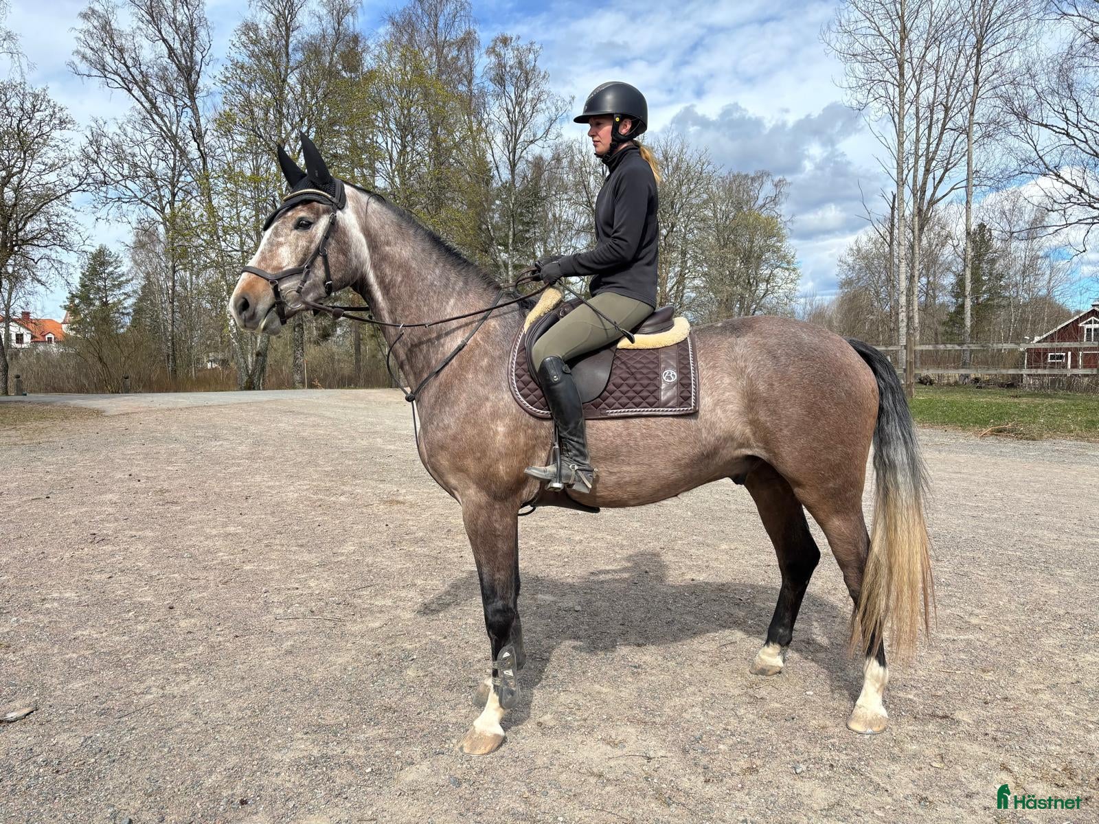  hästar Trevlig 4åring  - Annons 1