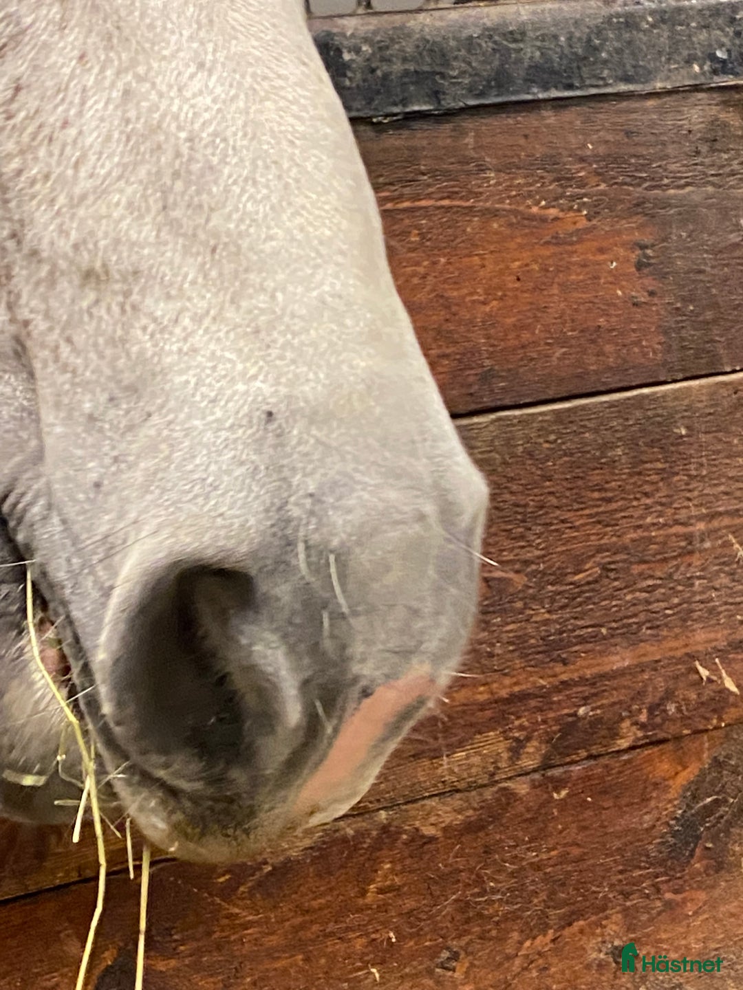  medryttarhäst sökes: Medryttare/medhjälpare i Drottningholm - Annons 1