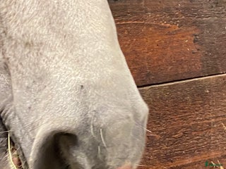 medryttarhäst sökes: Medryttare/medhjälpare i Drottningholm - Annons 18