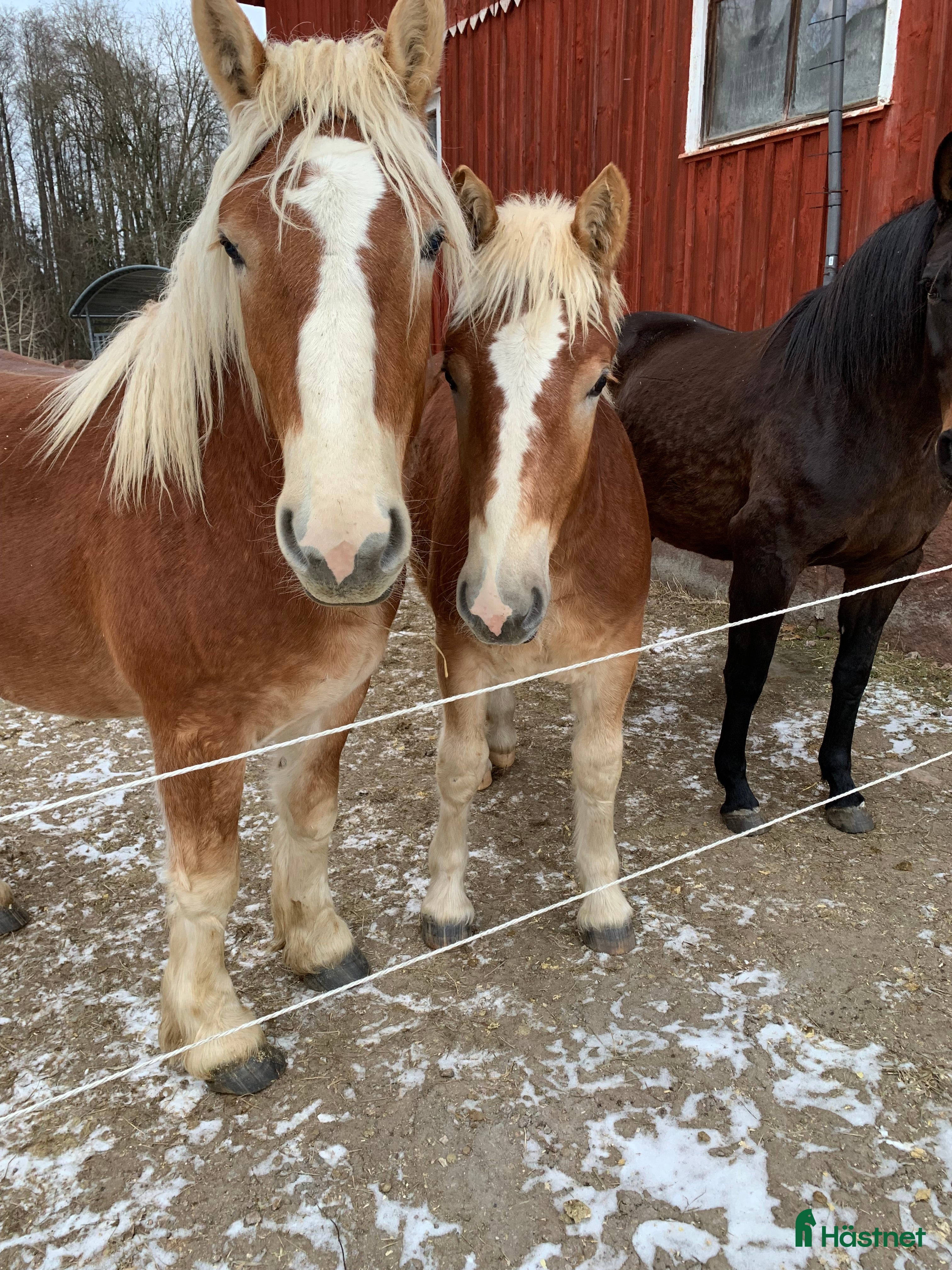  hästar Ardenner f 2024 och 2025 i Timmele - Annons 1