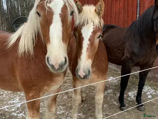 hästar Ardenner f 2024 och 2025 i Timmele - Annons 1