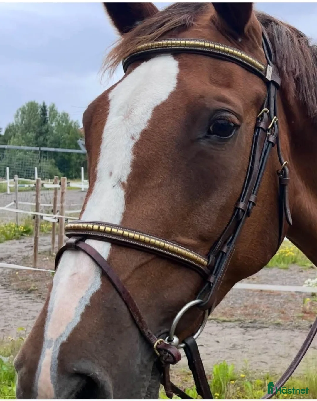 Träns hästutrustning till salu: Equipe-träns - Annons 1