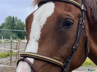 Träns hästutrustning till salu: Equipe-träns - Annons 1