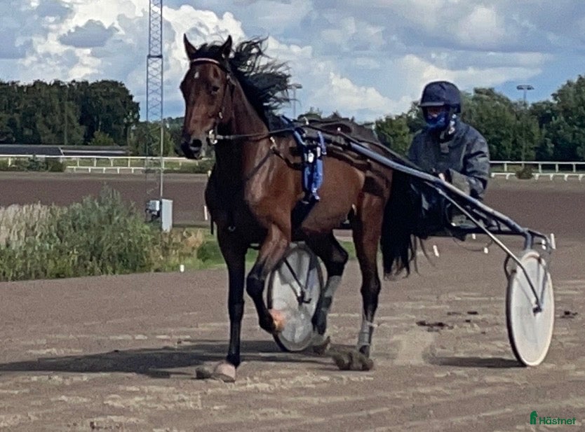  hästar Premieklar 2-årig valack  - Annons 1