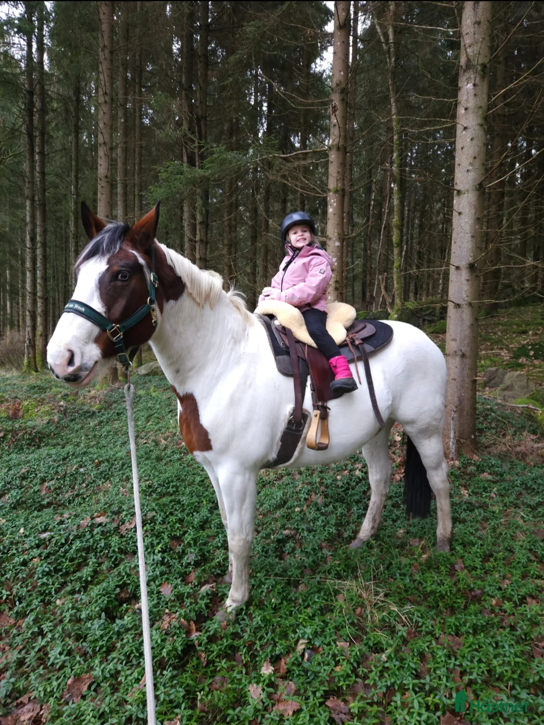 Allround hästar till salu: Vackert sto  - Annons 4