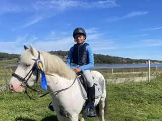 hästar Härlig maxad B-ponny - Annons 15