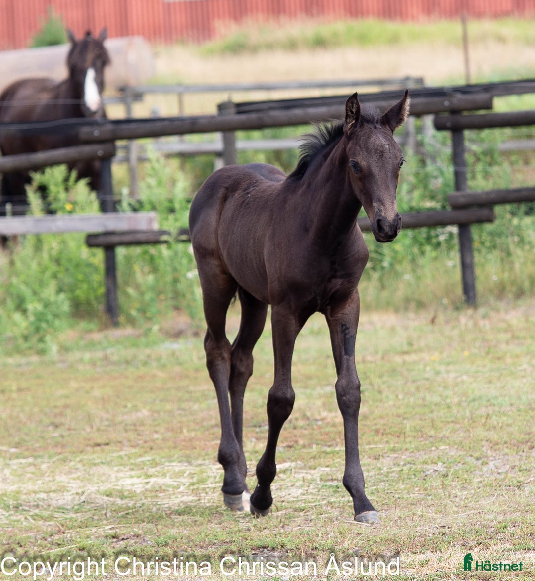 Dressyr hästar till salu: 2 hingstföl och ett stoföl dressyr i Norrtälje - Annons 16