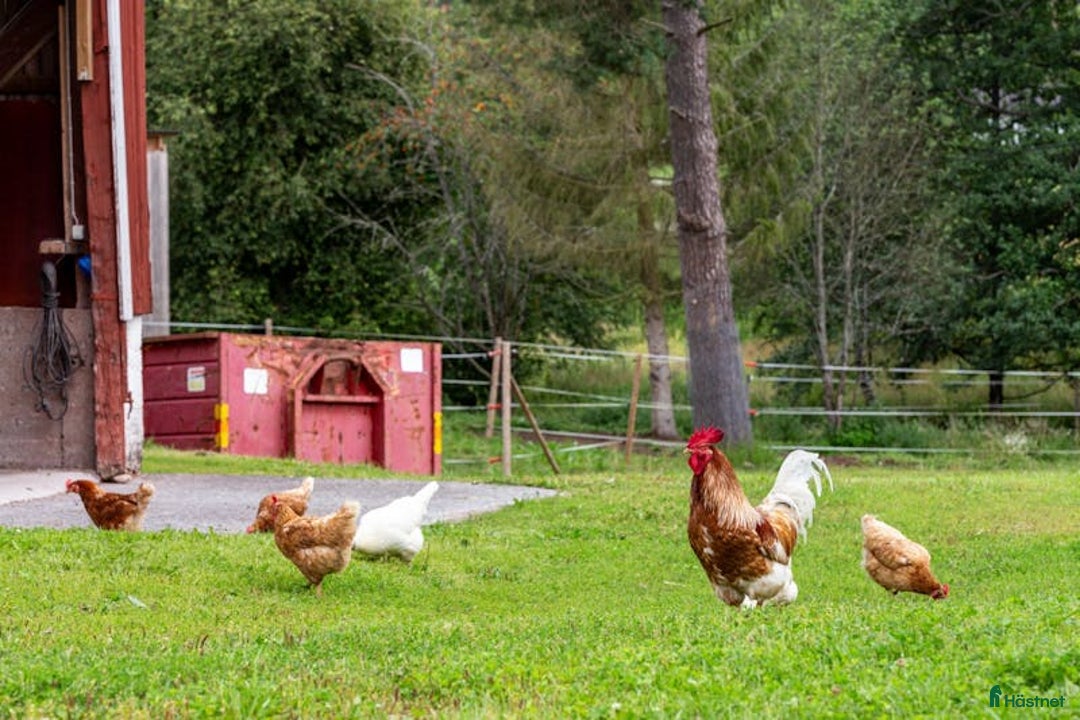  hästgårdar till salu: Nytt pris. Perfekt för verksamhet / inackordering i Kopparberg - Annons 40