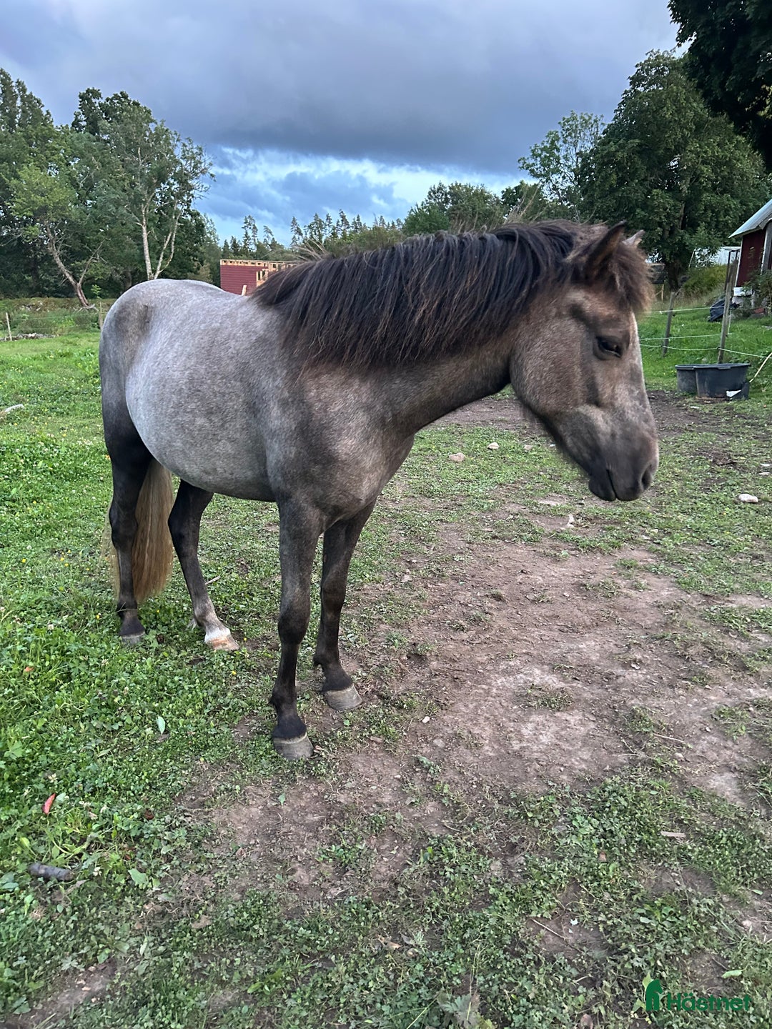 Island hästar till salu: Dísa- Sto 2 år i Korsberga - Bild 5